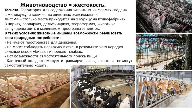 Слайд24.JPG