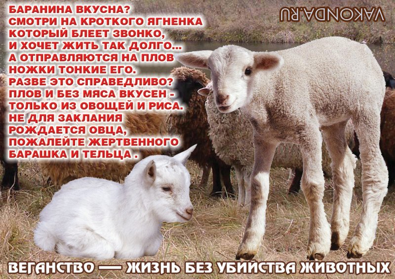 овца.jpg