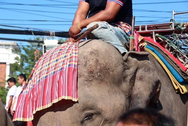 Почему-нельзя-кататься-на-слонах2.jpg